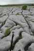 Sheshymore Limestone pavement exposes shallow water carbonates of the Brigantian, Slievenaglasha Formation. These classic kharstified exposures of tabular blocks of limestone pavement, Clints, are cut by vertical fractures, Grikes, which were widened by post glacial disolution (McNamara, & Hennessy, 2010). Fractures were intially established during Variscan folding (Coller, 1984).